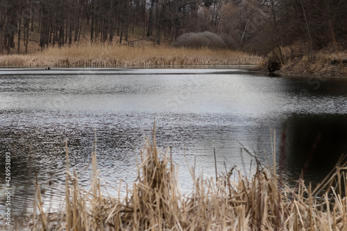 Lake in the forest. Late spring. Reflection in the forest lake. © Margo