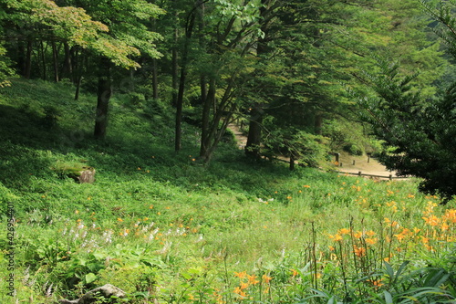 Fototapeta Naklejka Na Ścianę i Meble -  ニッコウキスゲが咲く夏の神戸・六甲高山植物園(8月)
