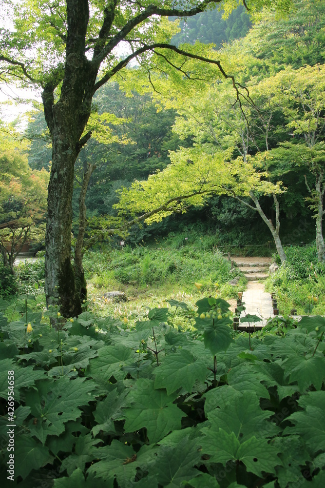 夏の神戸・六甲高山植物園(8月)	