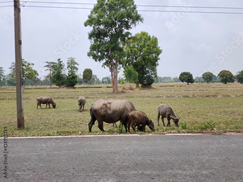 Buffalo eating grass on the side of the road