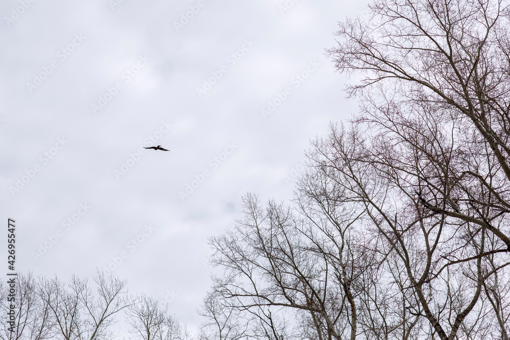 Eagle flies high in the sky against the background of the clouds and branches of trees. Horizontal photo of nature. Eagle flies high in the sky against the background of the clouds and branches of trees. Horizontal photo of nature.