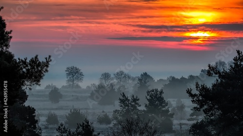 Foggy cold morning in the hills Sallandse Heuvelrug Mistige koude ochtend op de Sallandse Heuvelrug