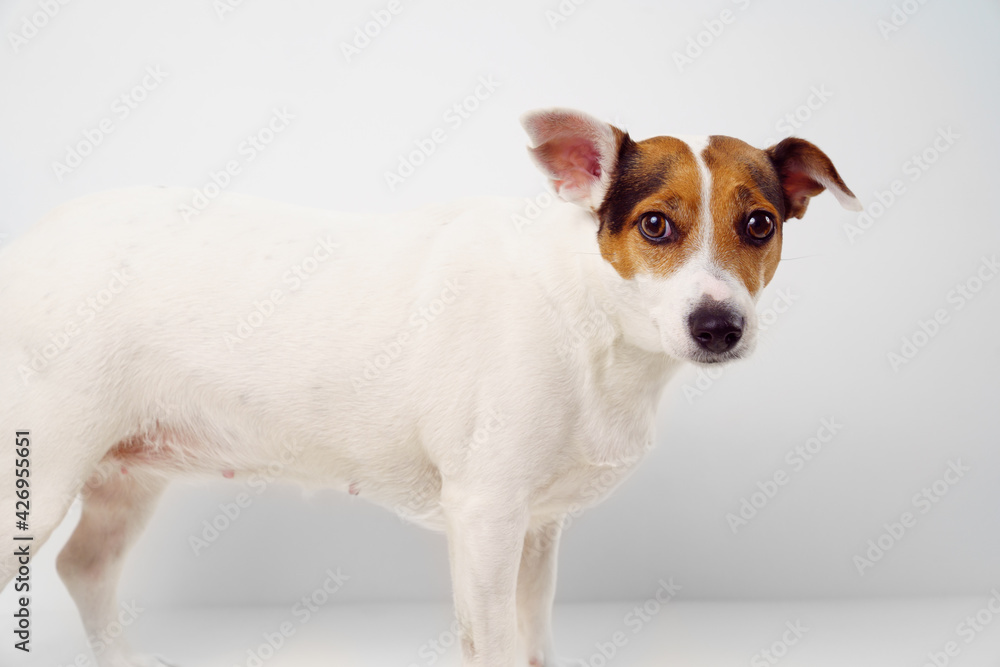 Jack Russell Terrier dog on a white background. Pet training. overweight pet.
