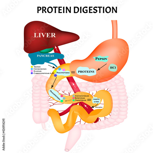 Protein digestion. Protein metabolism. Digestion in the gastrointestinal tract. Infographics. Vector illustration on isolated background.