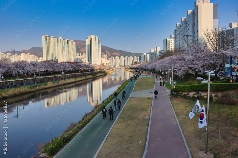Cherry blossom Blooming in Oncheoncheon Stream, Busan, South Korea, Asia. Cherry blossom Blooming in Oncheoncheon Stream, Busan, South Korea, Asia.
