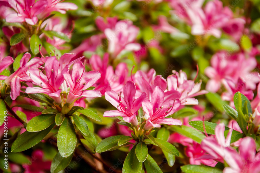 Beautiful blooming pink Azalea - flowering shrubs in the genus Rhododendron