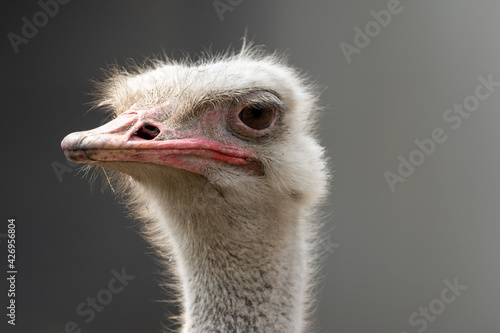Ostrich Head Portrait
