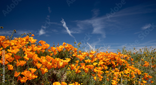 Fotografia California Golden Poppies during springtime superbloom in the southern Californi
