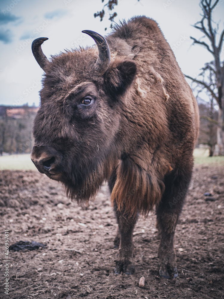 Bison auf der Wiese Bison auf der Wiese