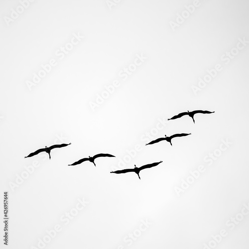 Kranich Flugbilder © Sascha