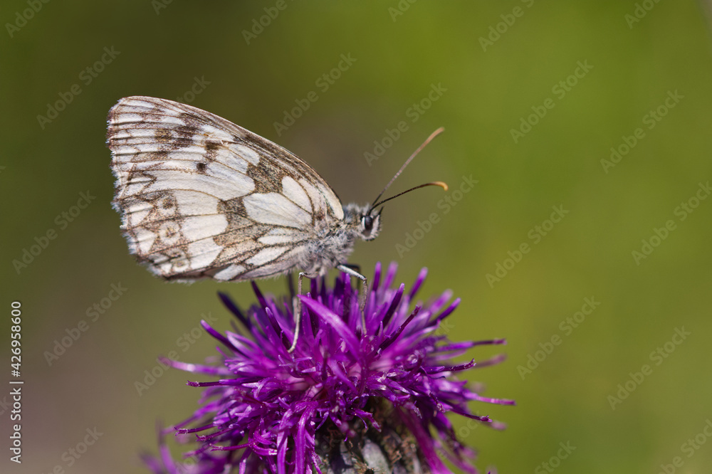 Schachbrett (Melanargia galathea) Schachbrett (Melanargia galathea)