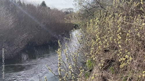 ussy willow trees, salix caprea, nearby the river lainsitz in the lower austrian region waldviertel photo