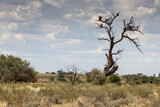 South African vultures sitting in dead tree in Kgalagadi kalahari, South Africa 