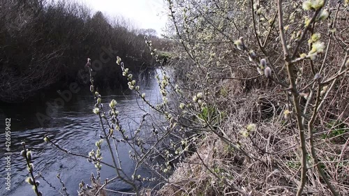 ussy willow trees, salix caprea, nearby the river lainsitz in the lower austrian region waldviertel photo