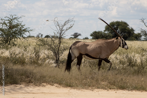 South African oryx in Kgalagadi kalahari, South Africa during summer. photo