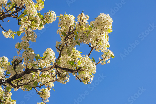 Spring. Branch of cherry tree in bloom against  blue sky.  Copy space