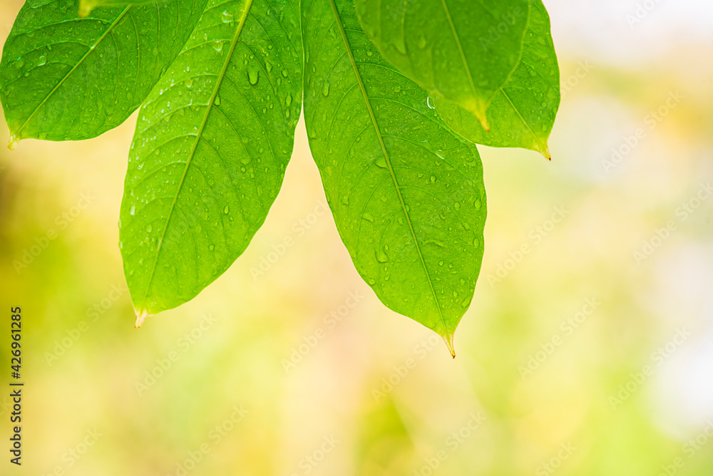 Green tree leaves on on blurred greenery background Green tree leaves on on blurred greenery background