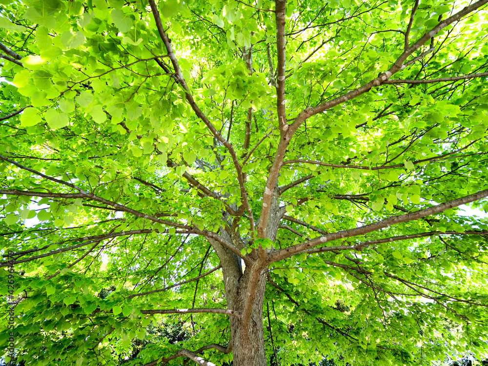 新緑の樹木