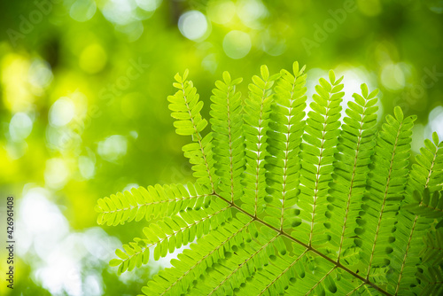 Green tree leaves on on blurred greenery background