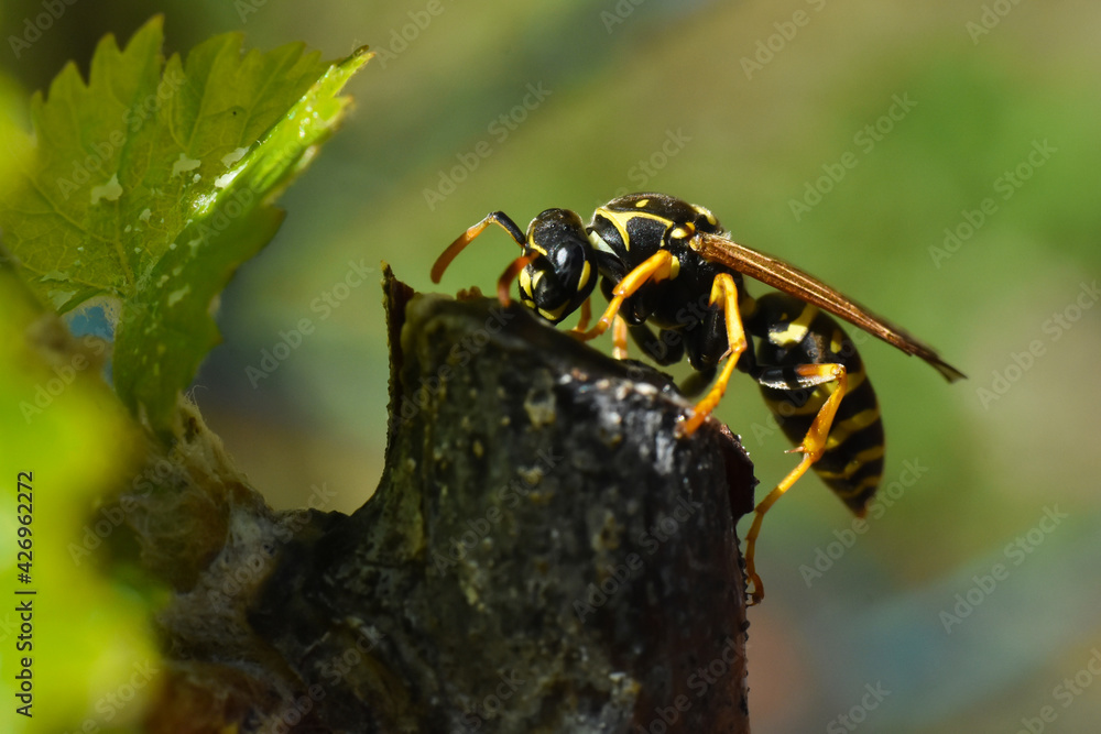 Female of European paper wasp. Close up detail shot of a black yellow wasp Female of European paper wasp. Close up detail shot of a black yellow wasp