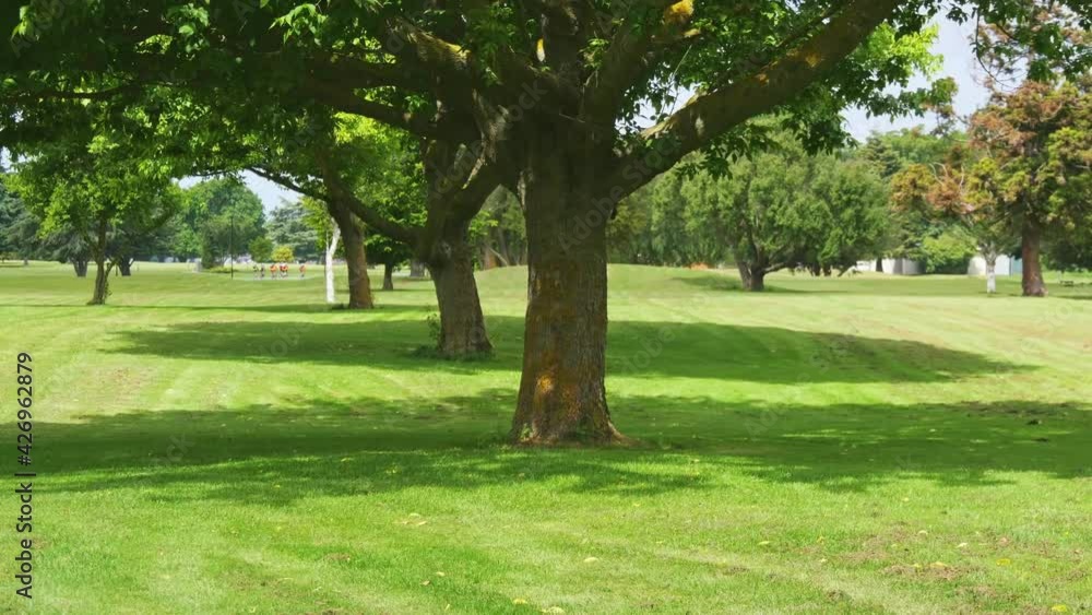 Maple trees on the grass in the park, tilt up Maple trees on the grass in the park, tilt up