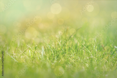 Green foliage and sun glare. Blurred background with bokeh pattern 