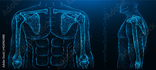 Polygonal vector illustration of a human model, shoulder joint, and elbow joint. Human musculoskeletal system