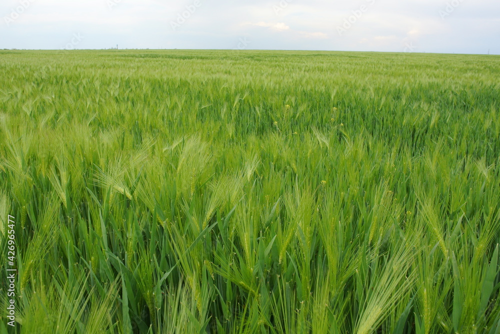 green wheat field green wheat field
