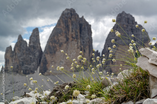 Gras, Sesleria sphaerocephale, mit den berühmten Drei Zinnen im Hintergrund, Dolomiten, Alpen, Südtirol, Italien photo