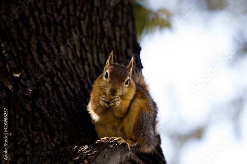 Close up portrait of a Sciurus Anomalus, Caucasian squirrel on a tree trunk. They are common in Turkey, but their numbers are decreasing in the Levant. photo
