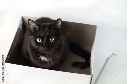 An adult black cat sits inside a white box and looks into the camera. White background, place for text