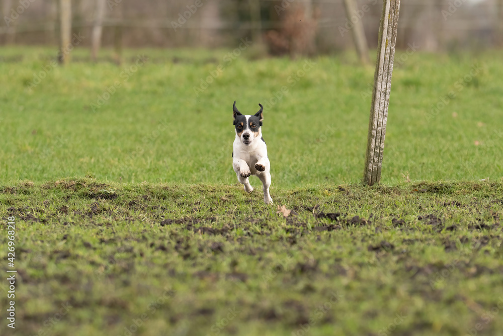 Active Jack Russell Terrier running outside in the pasture. The ears flap in the wind. Young enthusiastic and healthy dog Active Jack Russell Terrier running outside in the pasture. The ears flap in the wind. Young enthusiastic and healthy dog