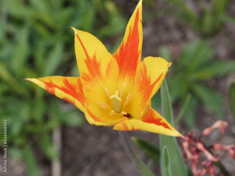 Tulipe horticole à fleur de lys 'Fire wings' aux pétales de forme arachnéenne, pointue de couleur jaune , panachés de rouge au sommet d'une tige robuste Tulipe horticole à fleur de lys 'Fire wings' aux pétales de forme arachnéenne, pointue de couleur jaune , panachés de rouge au sommet d'une tige robuste