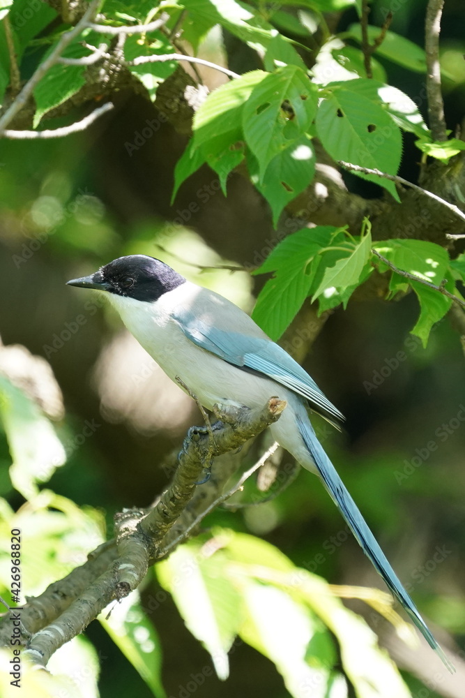 azure winged magpie in the forest azure winged magpie in the forest