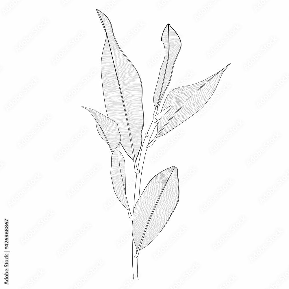 Ficus plant branch with leaves line drawing. Hand drawn modern design for creative logo, icon or emblem.