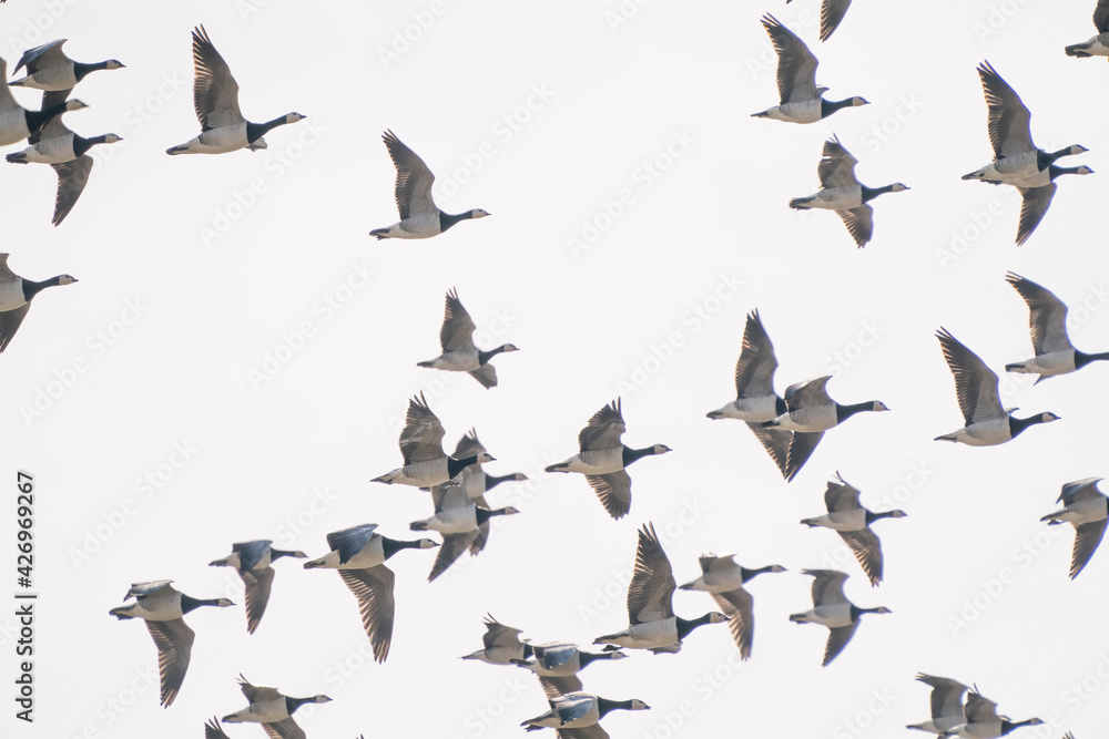 Obraz premium A large flock of geese fly by, above the lake. Background, silhouette