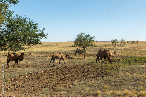 Bactrian camels. A herd of camels is walking across the steppe. Kazakhstan