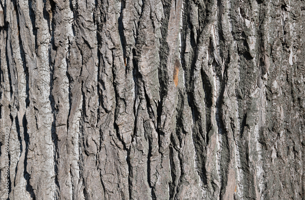 background of oak wood texture closeup background of oak wood texture closeup