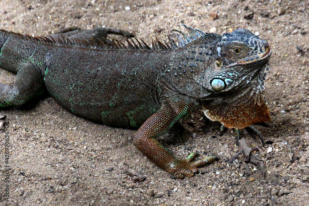 island land iguana island land iguana