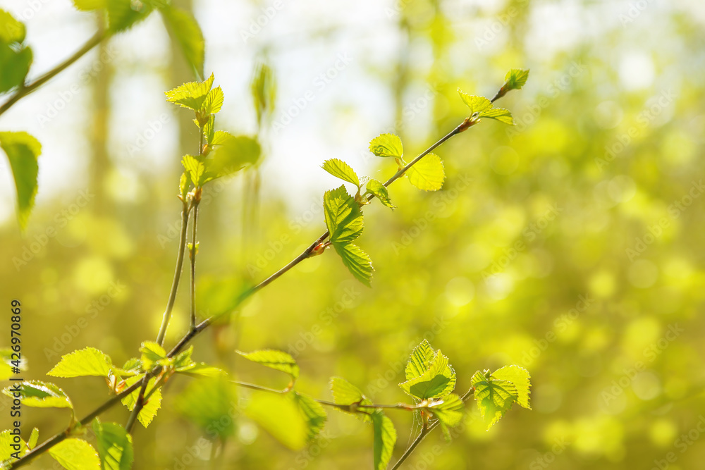 Young green leaves on a tree twig in spring. Beautiful nature view green leaf on blurred greenery background under sunlight with bokeh. Natural plants landscape. Young green leaves on a tree twig in spring. Beautiful nature view green leaf on blurred greenery background under sunlight with bokeh. Natural plants landscape.