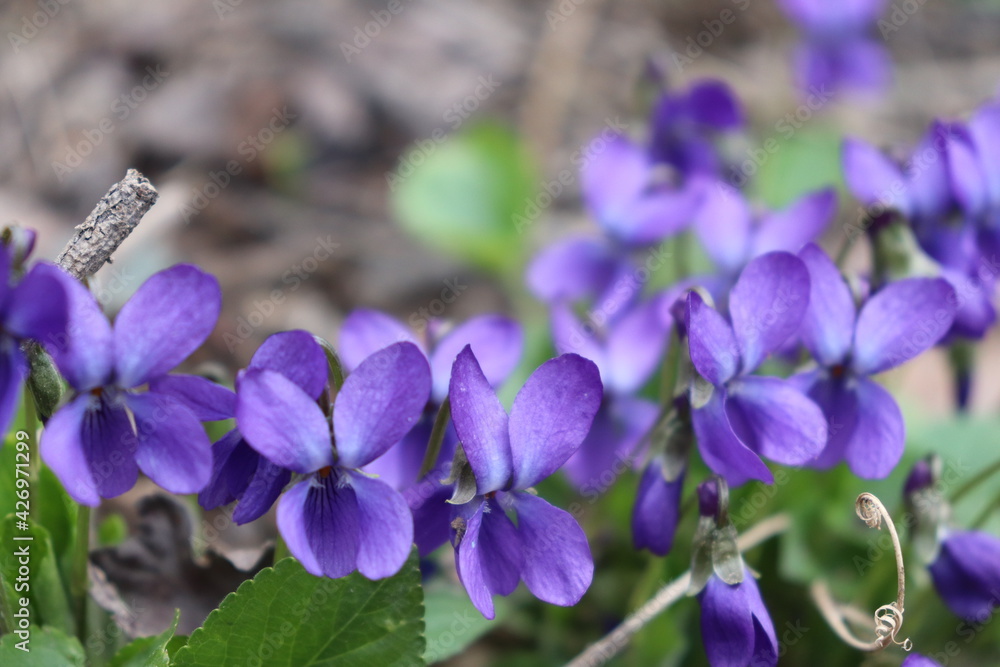flowers, garden, macro, summer, violet, flora, bloom, petal, blossom, beauty, floral, beautiful, leaf, closeup, natural, bud, grass, blooming flowers, garden, macro, summer, violet, flora, bloom, petal, blossom, beauty, floral, beautiful, leaf, closeup, natural, bud, grass, blooming