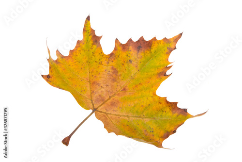 autumn maple leaves isolated