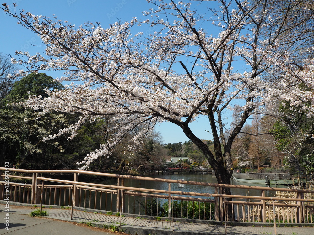 the beautiful cherry blossoms in Inokashira Park, Japan the beautiful cherry blossoms in Inokashira Park, Japan