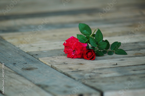 Red rose on wooden background