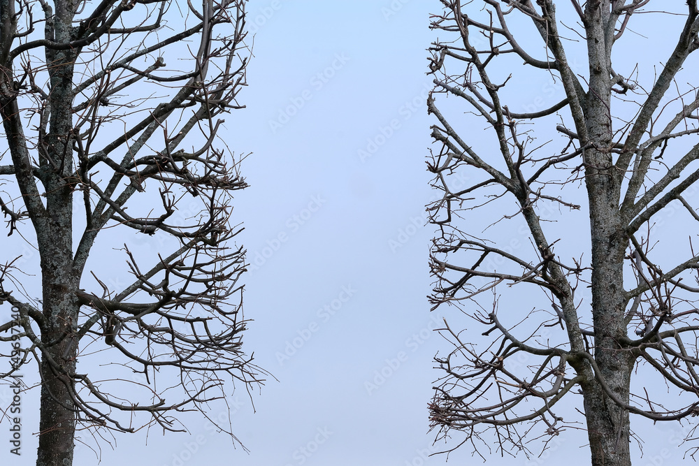 Obraz premium Trees without leaves on a background of blue sky
