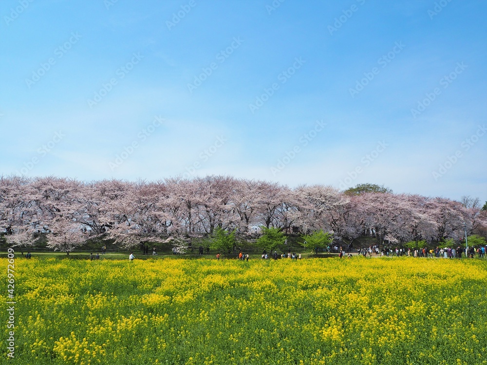 the beautiful cherry blossom trees and canola flowers in  Gongendo Park, Japan
