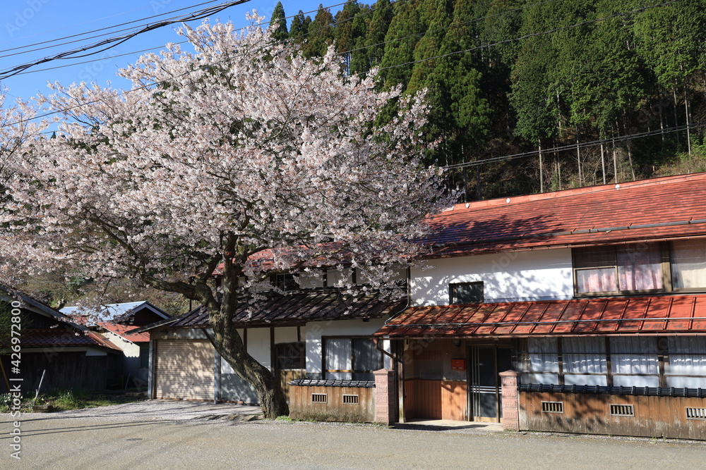 岡山県新庄村の美しいがいせん桜