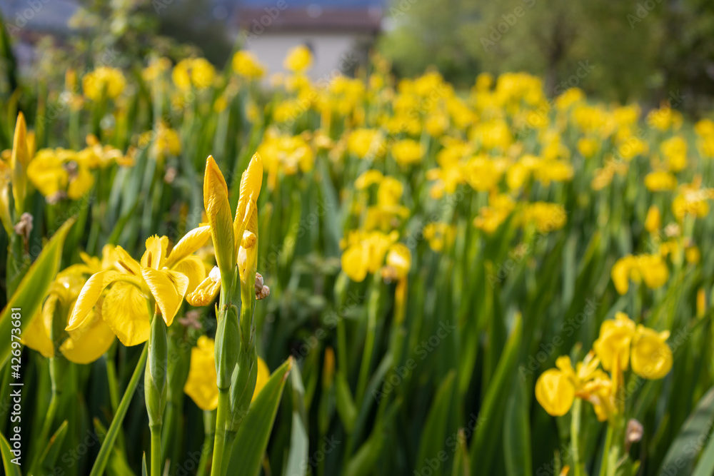 Obraz premium Yellow flowers in the green grass