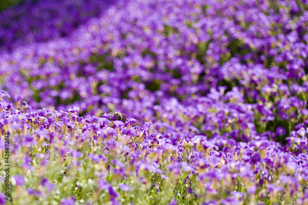 Bee sitting on a viola in a field of violas, in the spring, on a sunny day Bee sitting on a viola in a field of violas, in the spring, on a sunny day