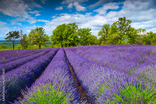 Beautiful summer landscape and purple lavender rows on the fields